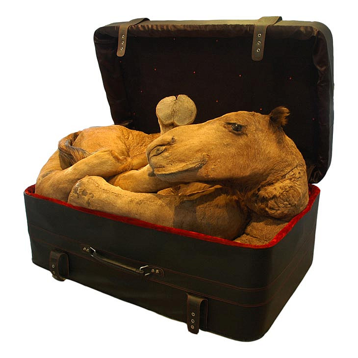 Gallery image: Arabian Delight | 2008 | rexine suitcase, taxidermy camel,metal rods, cotton wool and fabric | 105 cm x 144cm x 155 cm