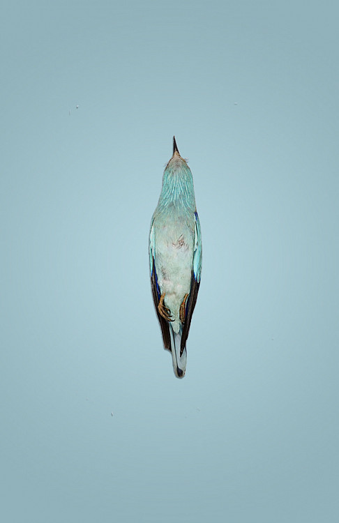 Gallery image: Blue Bird | mixed media | 100 x 45 cm 