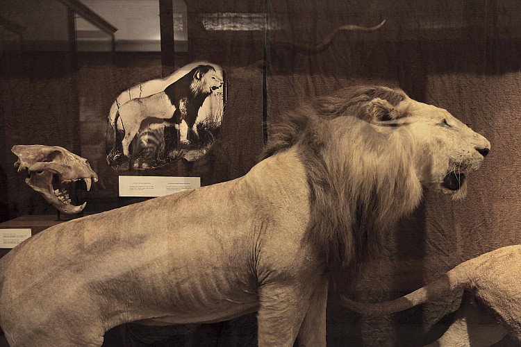 Gallery image: Panthera Leo, South African Museum, Cape Town