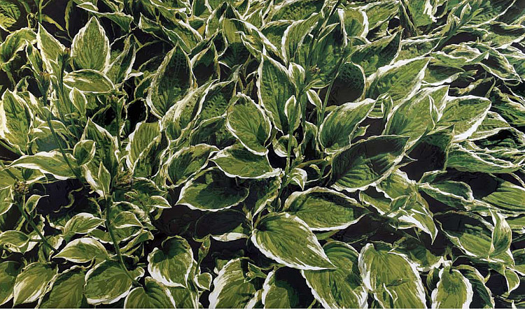 Gallery image: Striped Leaves | 2012 | Industrial acrylic on plexiglass | 165 x 280 cm