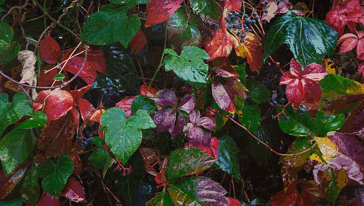 Gallery image: Wet Leaves | 2012 | Industrial acrylic on plexiglass | 165 x 294 cm