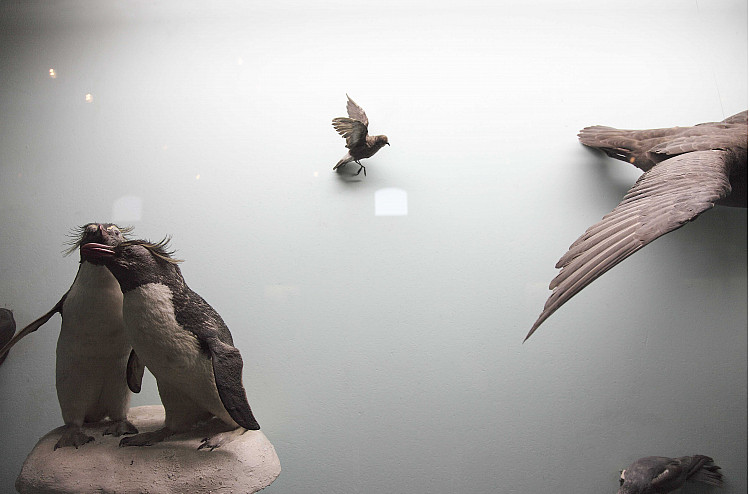 Gallery image: Seabird installation, South African Museum, Cape Town