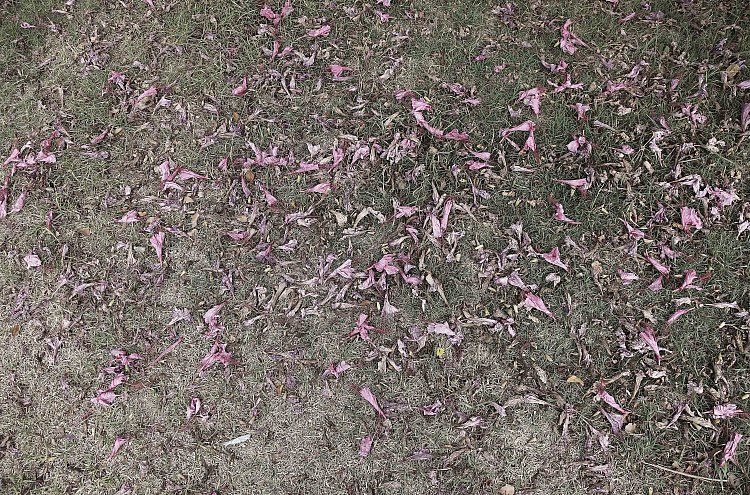 Gallery image: Hibiscus flowers,11th Ave, Kleinmond