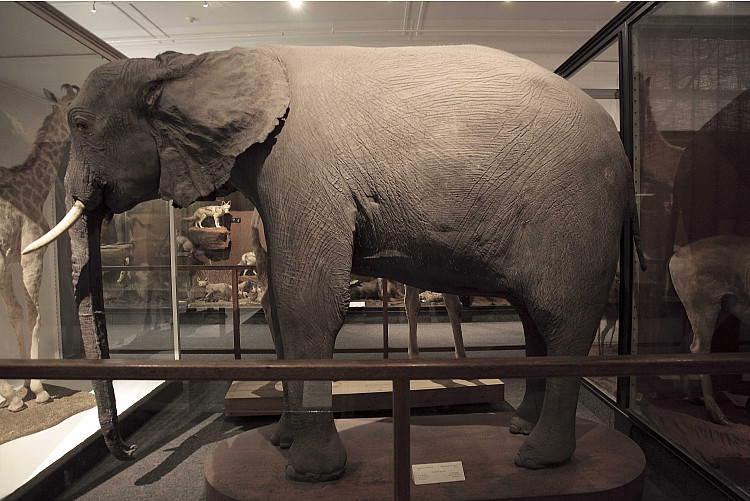 Gallery image: Loxodonta Africana, South African Museum, Cape Town